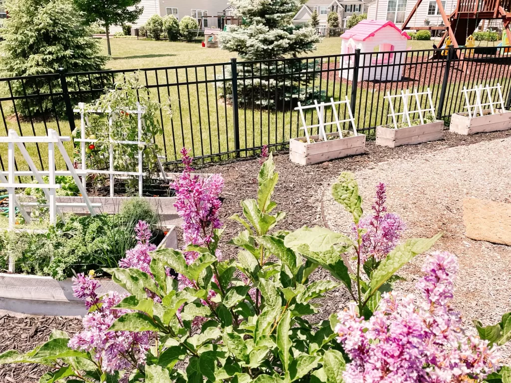 backyard gardens showing raised vegetable gardens with diy white trellises and lilac bush, suburban backyard garden